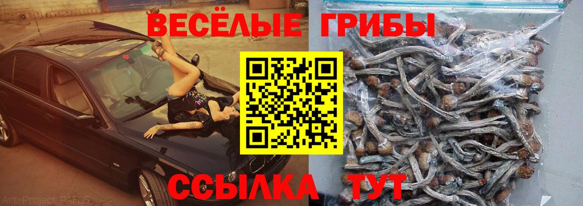 Галлюциногенные грибы Psilocybe Саяногорск